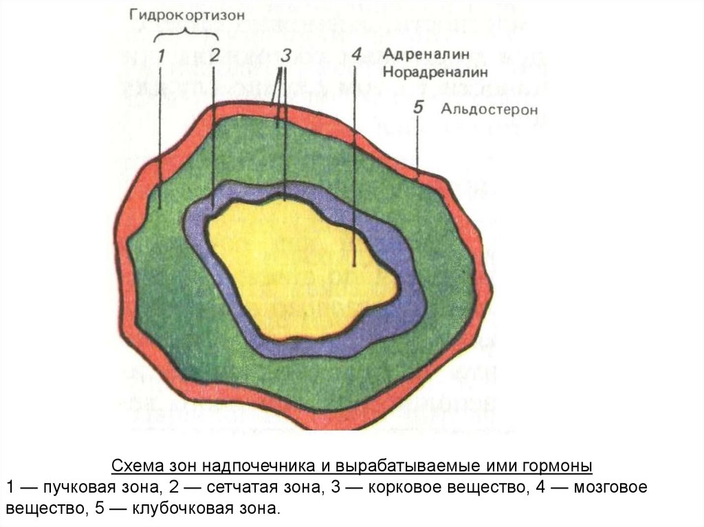 Схема строения надпочечника