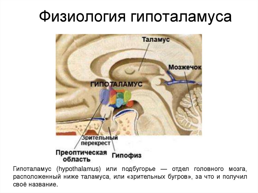 Гипоталамус это простыми словами. Функции переднего отдела гипоталамуса. Гипоталамуса физиология схема. Функции гипоталамуса схема. Шаррер гипоталамус.
