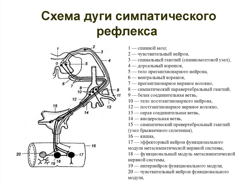 Схема дуги ахиллова рефлекса