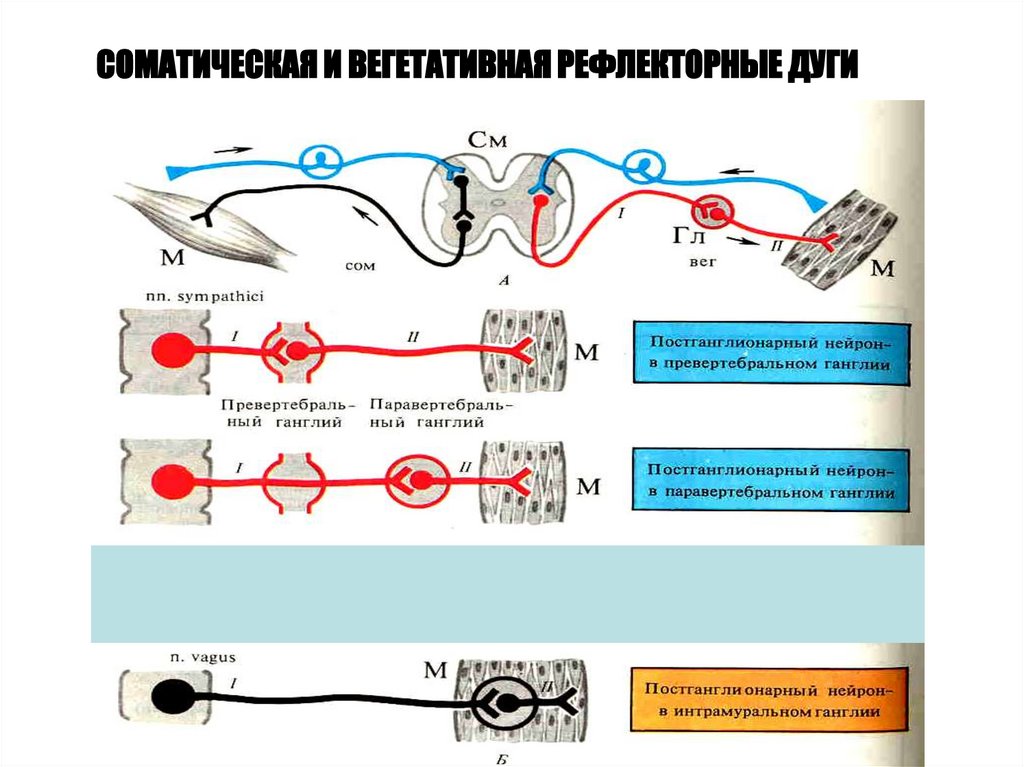 Соматическая рефлекторная дуга схема