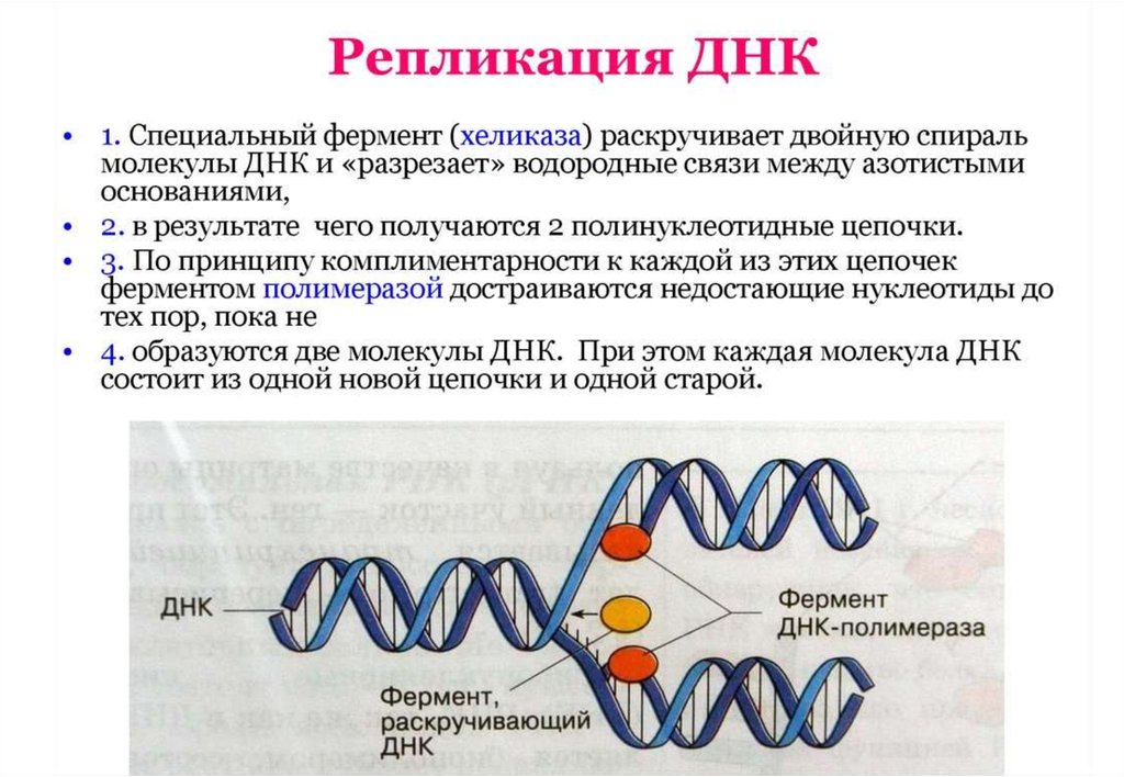 Основы генетики презентация