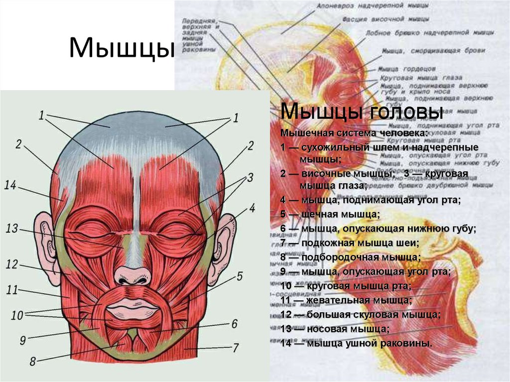 Схема мышц лица человека