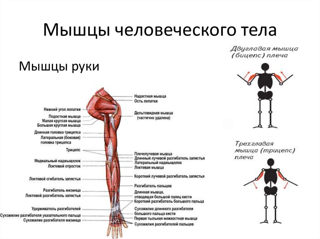 Работа и функции мышц