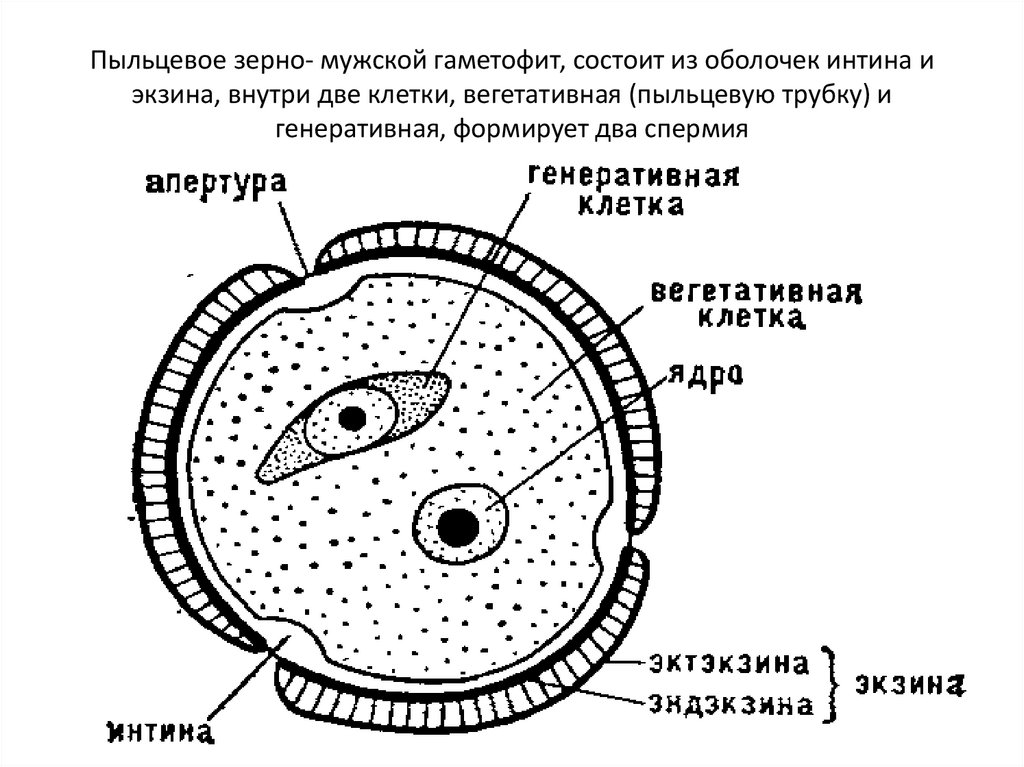 Пыльцевое зерно- мужской гаметофит, состоит из оболочек интина и экзина, внутри две клетки, вегетативная (пыльцевую трубку) и