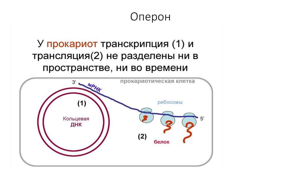 Схема строения оперона