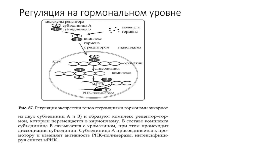 Регуляция гена. Гормоны регуляции активности генов. Роль гормонов в регуляции действия генов. Гормональная регуляция экспрессии генов. Уровни регуляции гормонов.