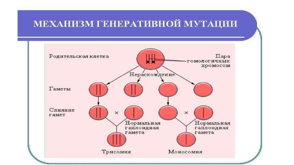 Наследственные болезни крови