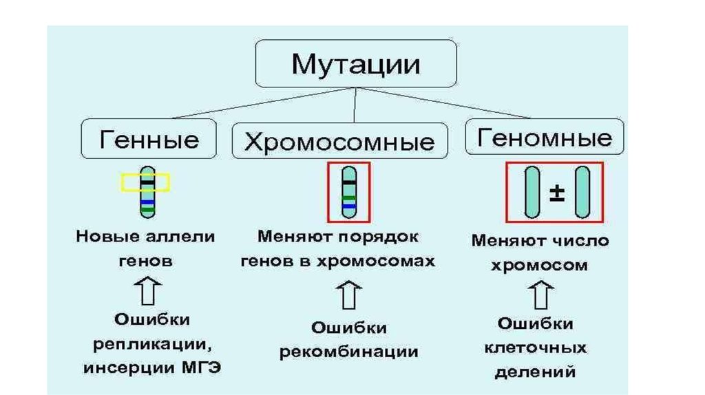 Геномные болезни примеры. Генные геномные хромосомные мутации таблица примеры. Хромосомные мутации человека таблица. Хромосомные мутации примеры таблица. Генные хромосомные и геномные мутации причины.