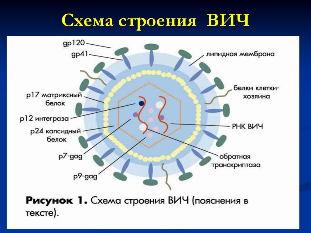 Вич биология. ВИЧ структура вириона. Схема строения вируса иммунодефицита человека. Структура вириона ВИЧ 1. Вирус ВИЧ строение микробиология.