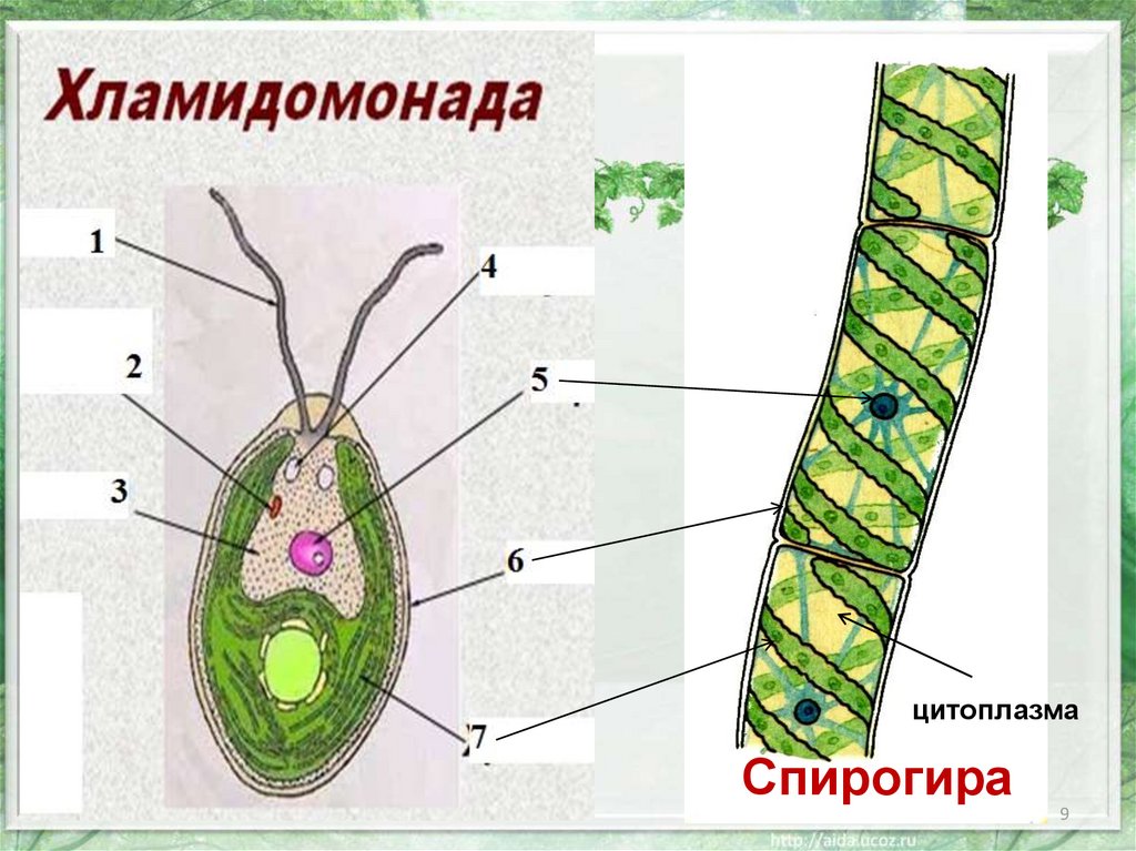 Спирогира какая водоросль