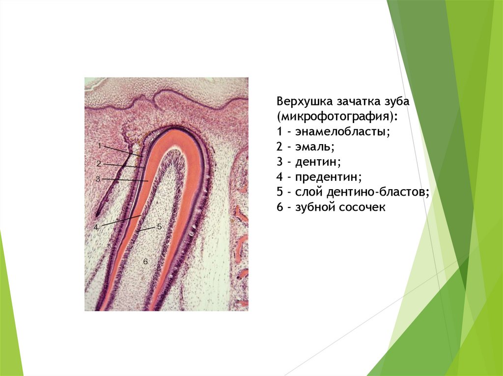 Эмаль зуба презентация