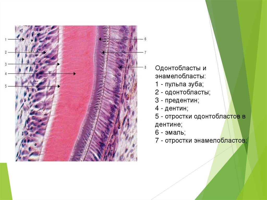Гистологическое строение тканей зуба. Одонтобласты гистология. Энамелобласты и одонтобласты. Одонтобласты отросток гистология. Одонтобласты гистология препарат.