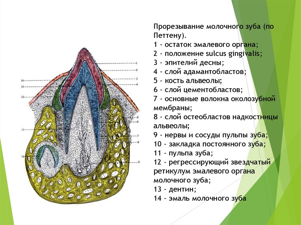 Молочный структура. Строение эмалевого органа. Зубная альвеола строение. Наружный слой эмалевого органа.