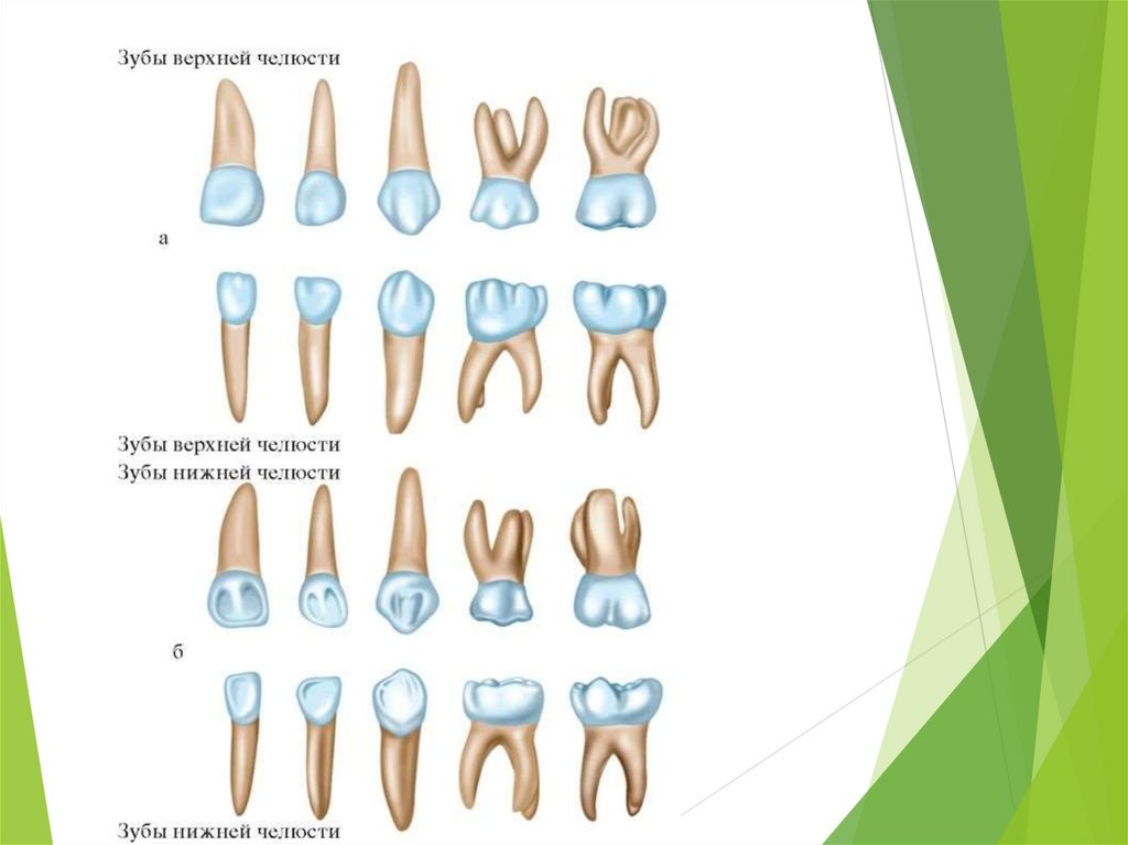 Как называются корни зубов. Анатомия 5 зуба верхней челюсти. Анатомия зубов нижней челюсти человека. 7 Зуб нижней челюсти анатомия.