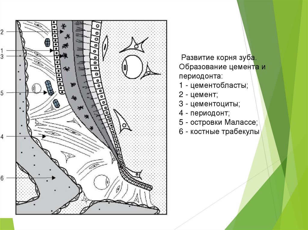 Цемент корень. Формирование корня зуба. Островки Малассе в периодонте. Развитие корня зуба гистология. Развитие корня зуба. Образование цемента и периодонта.