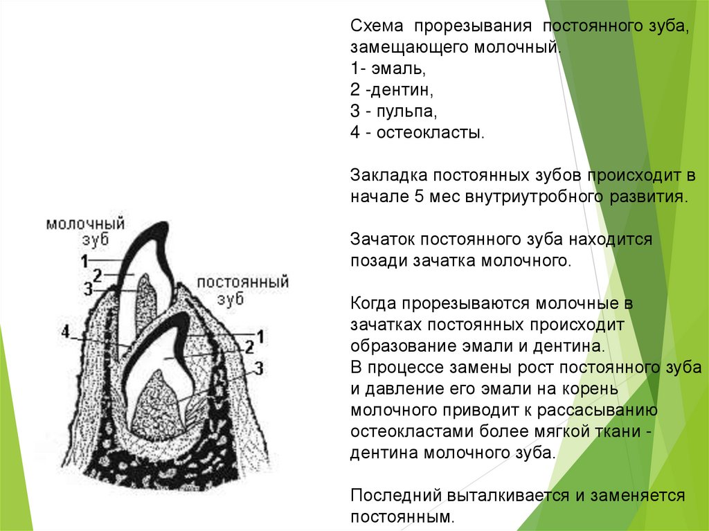 Схема прорезывание постоянных зубов