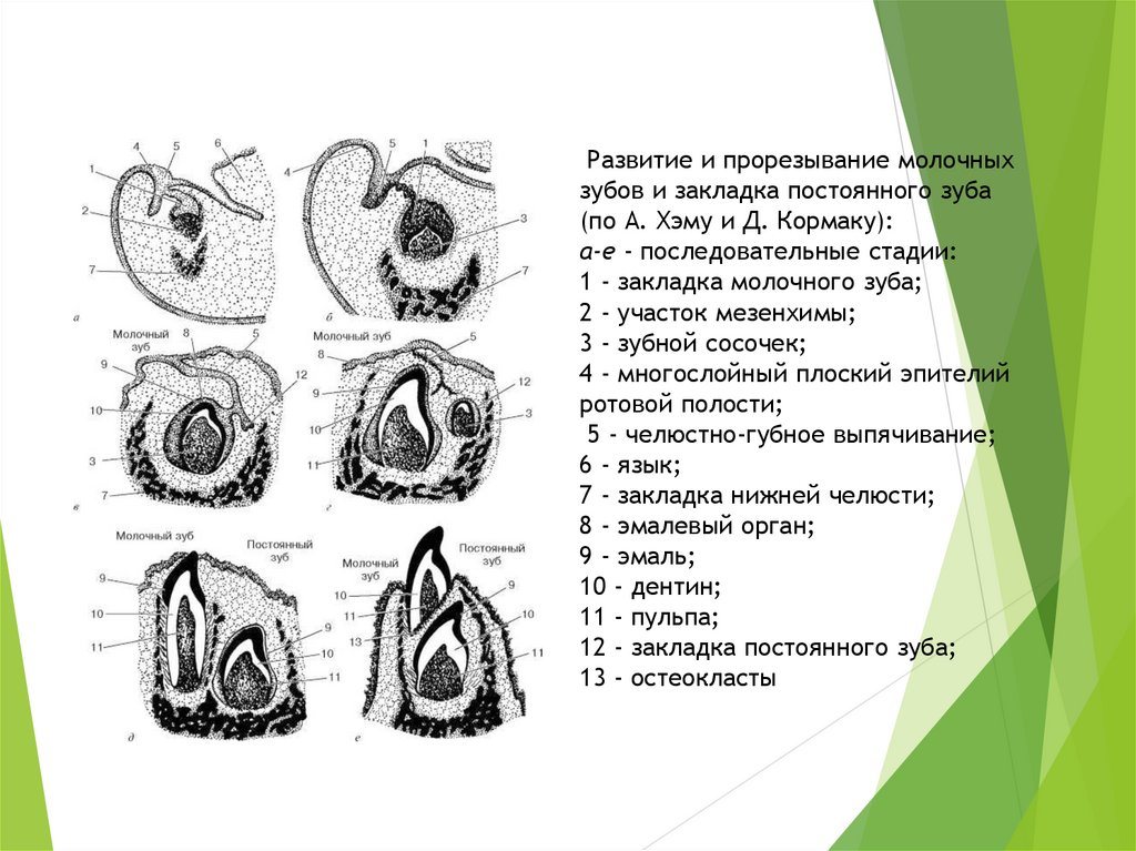 Схема формирования зуба