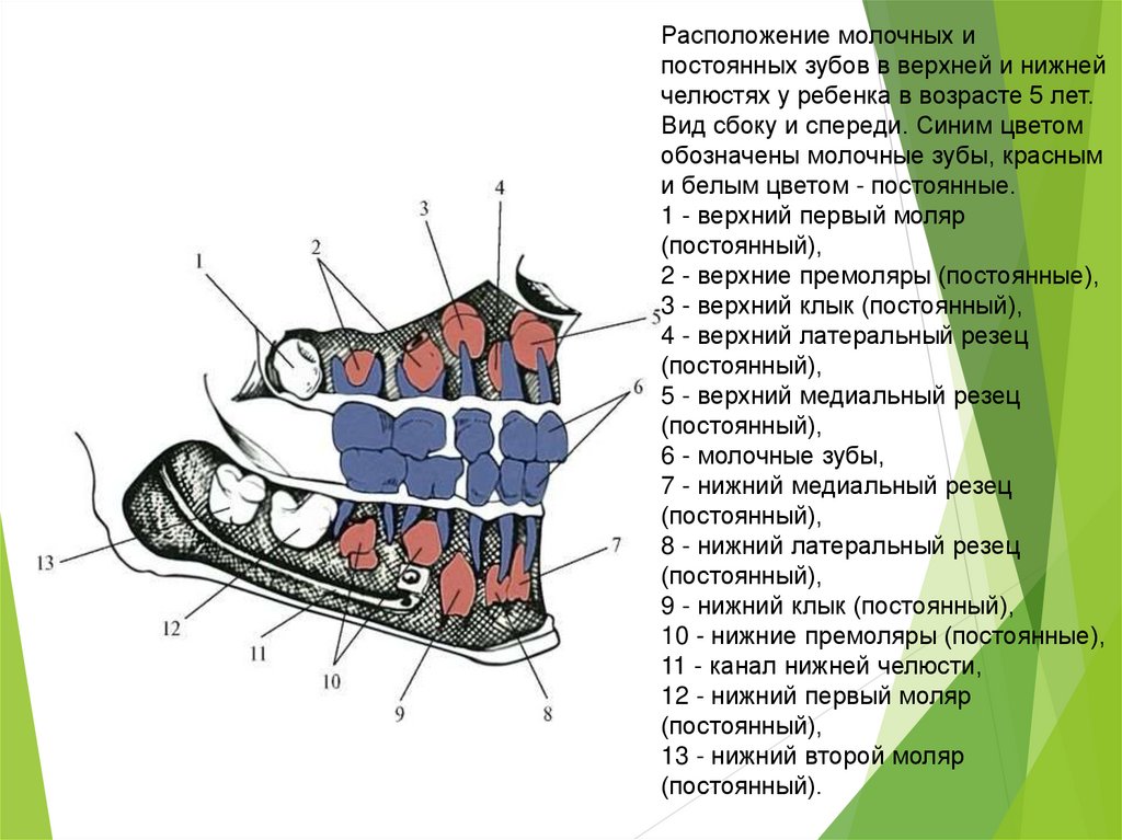 Grounded зубки карта