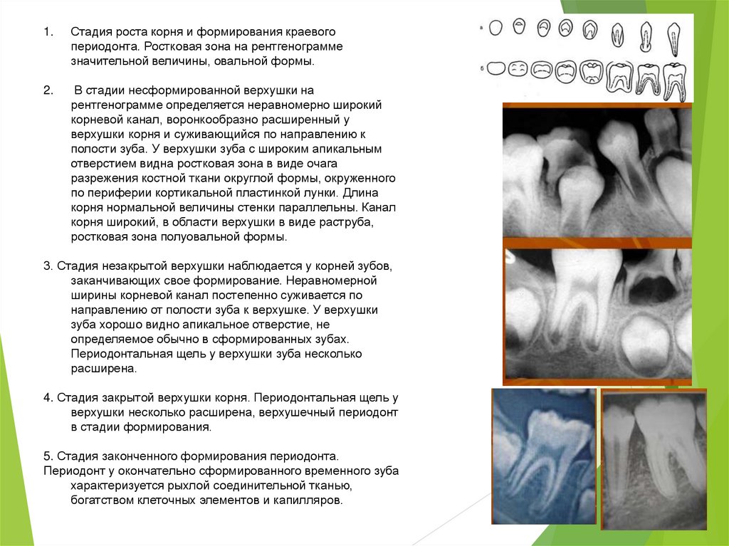 Верхушка корня. Стадии развития корня постоянного зуба. Стадии формирования верхушки корня зуба. Стадии формирования корня постоянных зубов. Стадии формирования корня временных зубов.