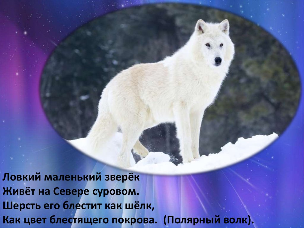 Где находится полярный волк колония на карте. Полярные волки на севере Ямала. Животные севера Полярный волк с подписью. Полярный волк рассказ. Созвездие полярного волка.