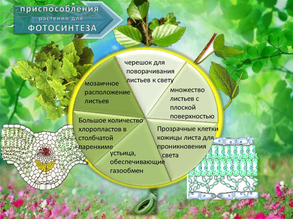 Какая ботаническая наука изучает рост растений