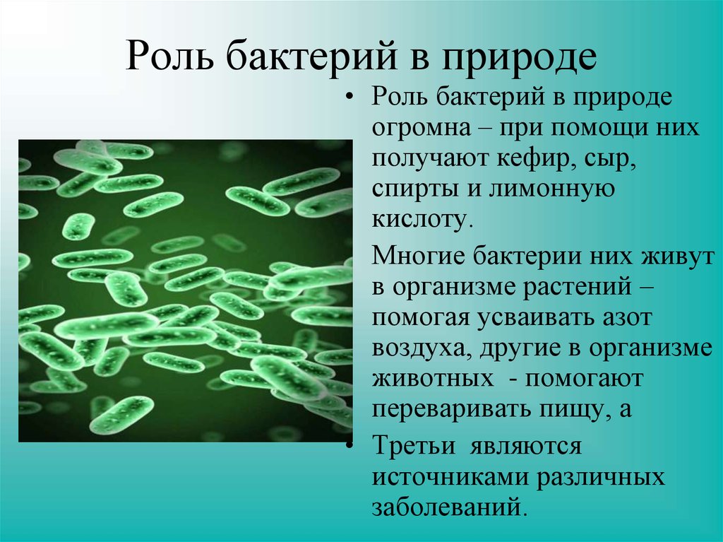 Какую роль биология играет в жизни человека. Роль бактерий в природе. Сообщение о роли бактерий. Информация о бактериях. Доклад о бактериях.