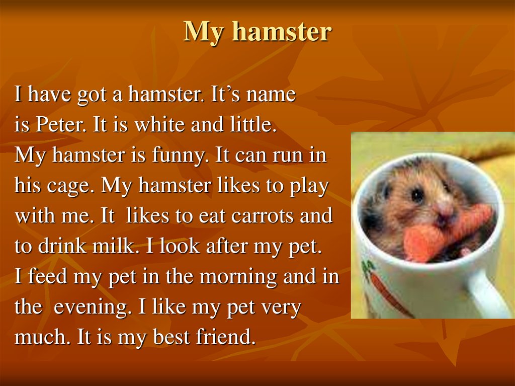My hamster