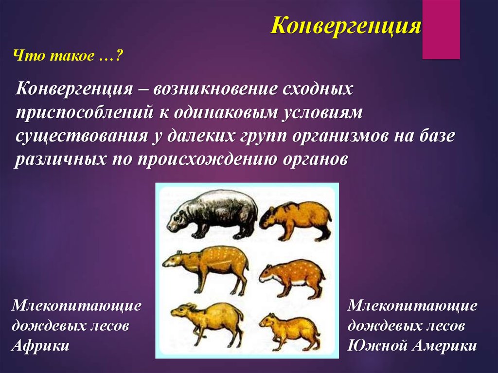 Основные закономерности эволюции 9 класс презентация