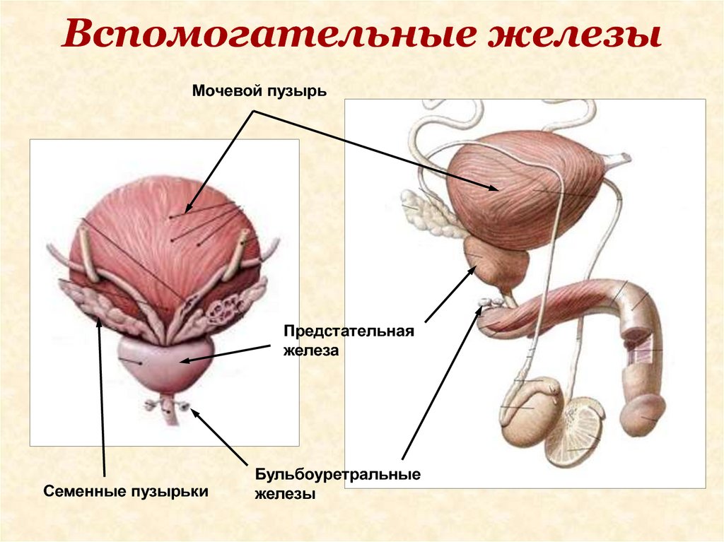Придаточная железа у мужчин. Бульбоуретральные железы строение и функции. Бульбоуретральная железа строение. Бульбоуретральная (Куперова) железа. Бульбоуретральные железы строение анатомия.