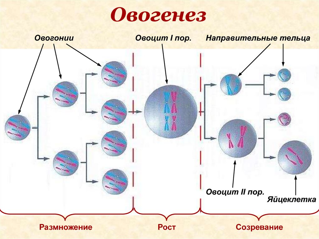Полярное тельце результат фазы размножения овоцит первого. Овогенез. Овогенез схема. Схема сперматогенеза и овогенеза. Направительные тельца овогенез.
