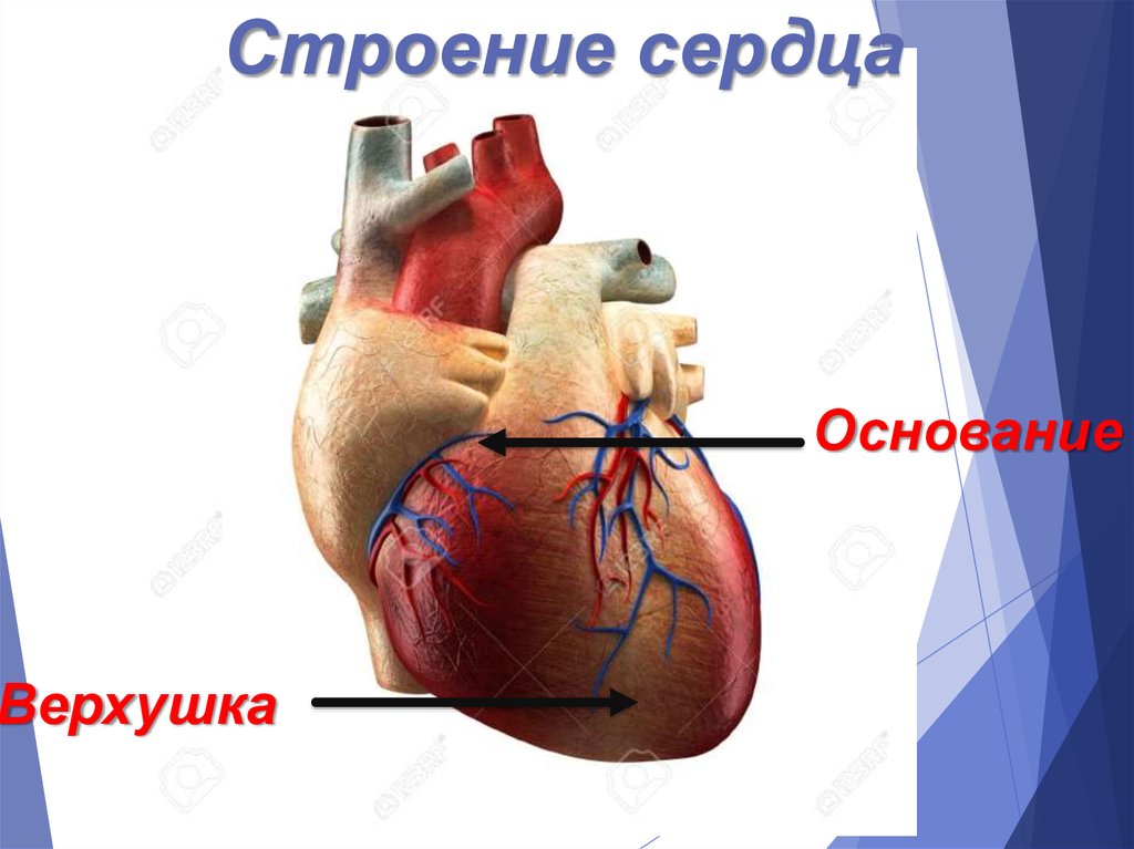 Верхушка сердца. Основание сердца. Верхушка и основание сердца. Основание сердца анатомия.