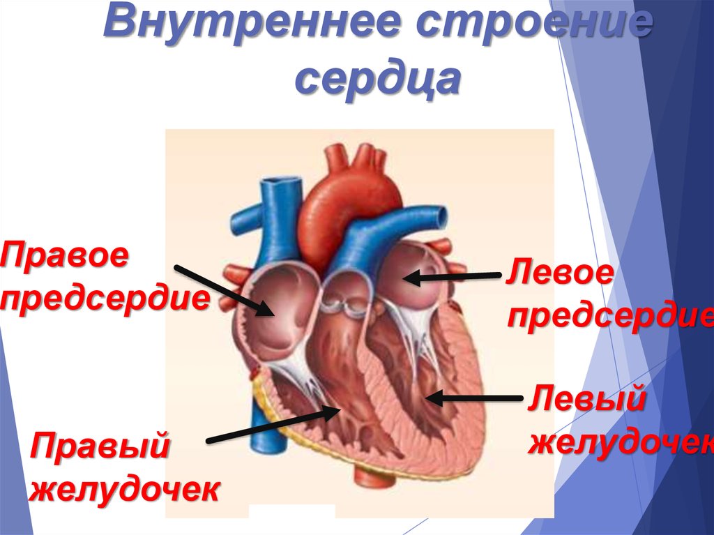 Правое и левое предсердие