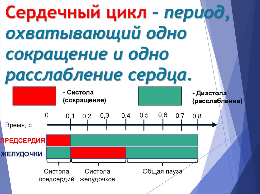 Циклы периодизации. Что называется сердечным циклом. Цикл сердечных сокращений. Периоды цикла. Работа сердца сердечный цикл.