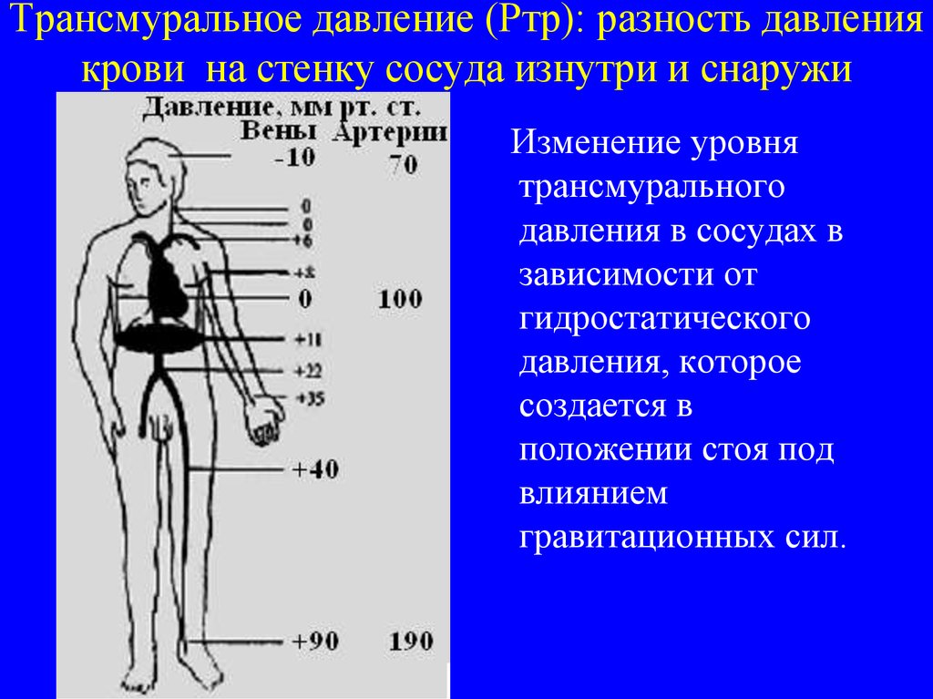 Разница давлений нижнее. Трансмуральное давление легких. Давление в кровеносных сосудах. Гидростатическое давление в сосудах человека. Давление в венах и артериях.