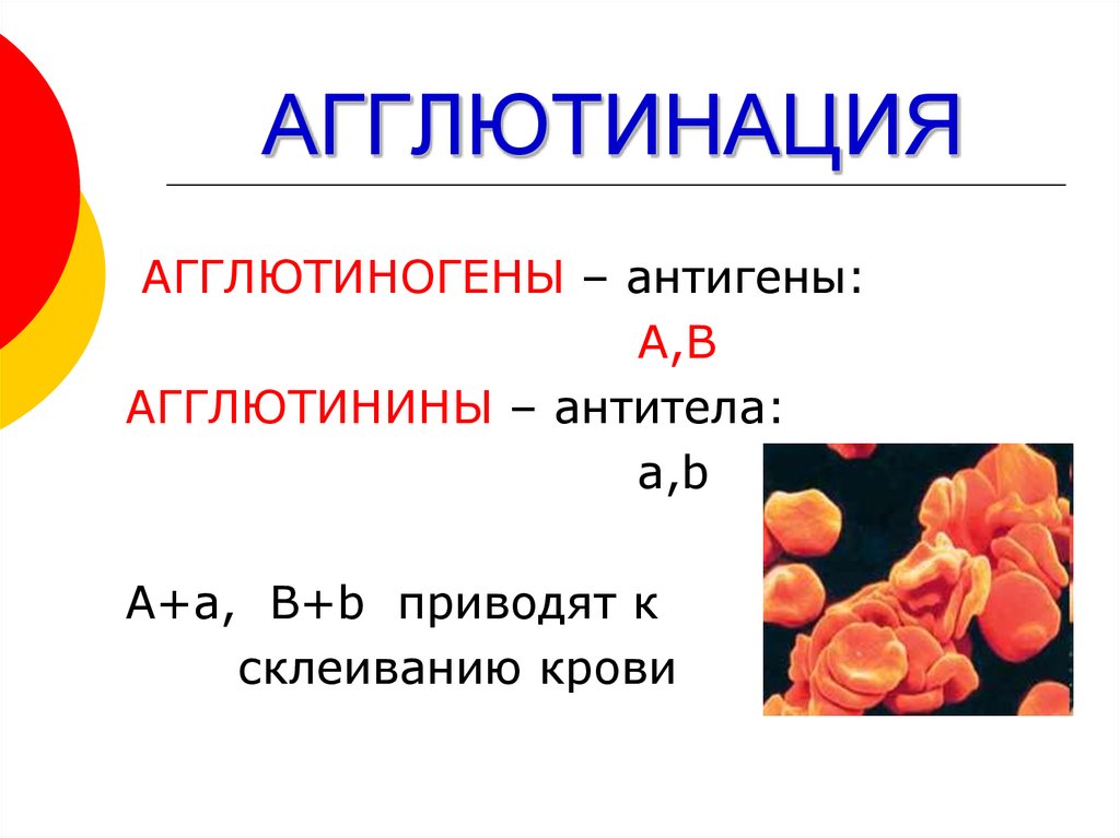 Альфа агглютинин содержится в крови. Антигены и агглютиногены. Агглютинация эритроцитов. Агглютинация эритроцитов физиология. Агглютиногены тромбоцитов это.
