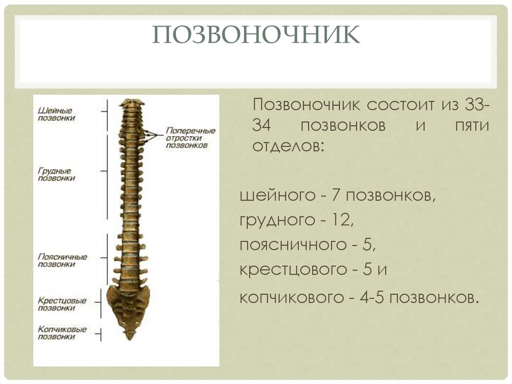 Позвонок состоит из. Позвоночник состоит из. Позвоночник состоит из позвонков. Грудной отдел позвоночника состоит из. Шейный отдел позвоночника состоит из.