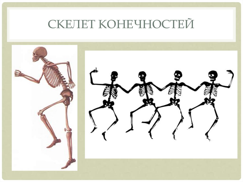 Скелет организации. Скелет для презентации. Процесс исторического развития скелета конечностей. Внешний скелета презентация. Значение скелета.