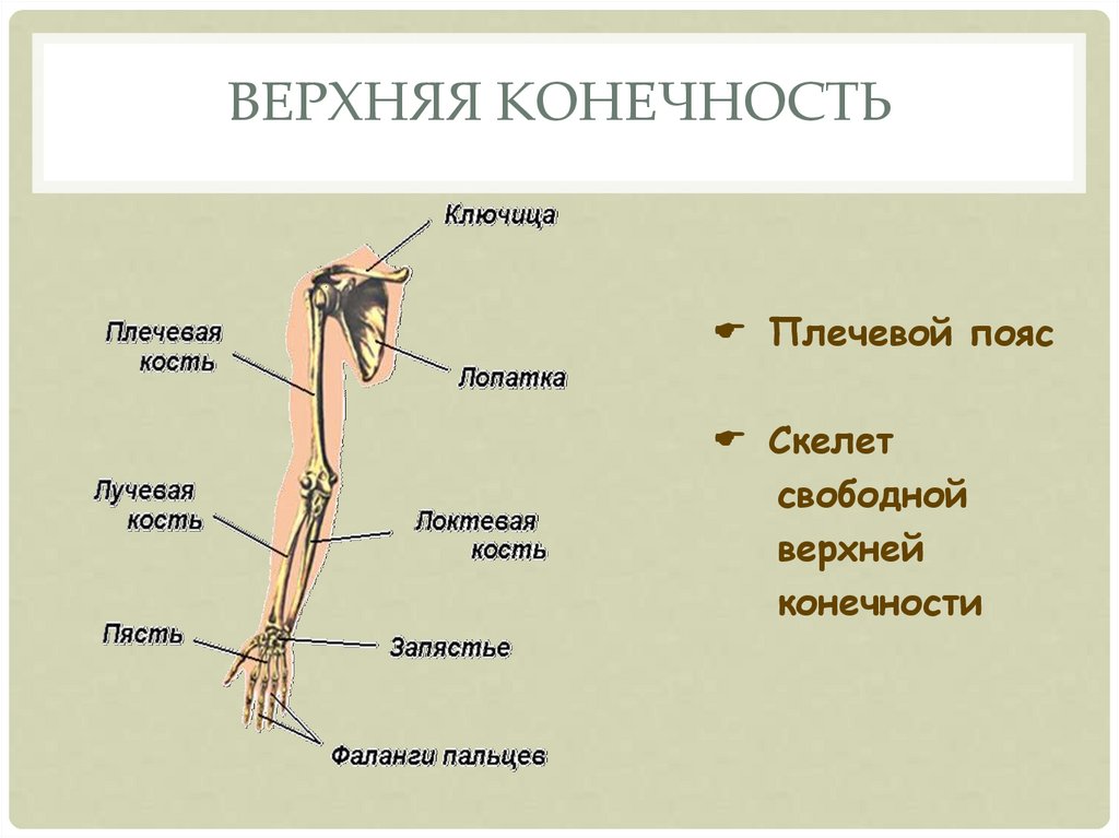 Тема скелет конечностей. Кости пояса верхней конечности человека. Строение костей свободной верхней конечности человека. Кости пояса верхних конечностей птицы. Кости пояса верхней конечности человека анатомия.