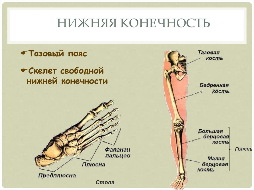 Скелет конечностей развитие. Анатомия костей нижних конечностей человека. Строение верхних и нижних конечностей. Скелет свободной нижней конечности. Строение свободной нижней конечности.