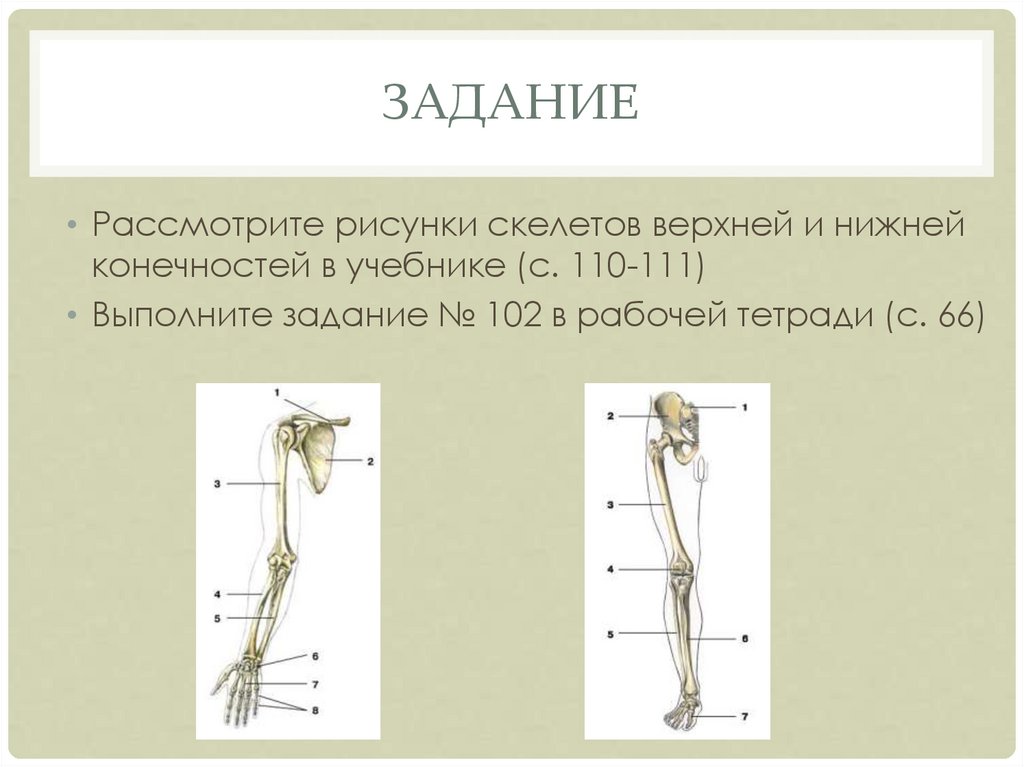 Скелет конечностей включает. Скелет верхних и нижних конечностей. Скелет верхних и нижних конечностей человека. Скелет верхней конечности и нижней конечности. Зарисовка скелета верхней и нижней конечности.