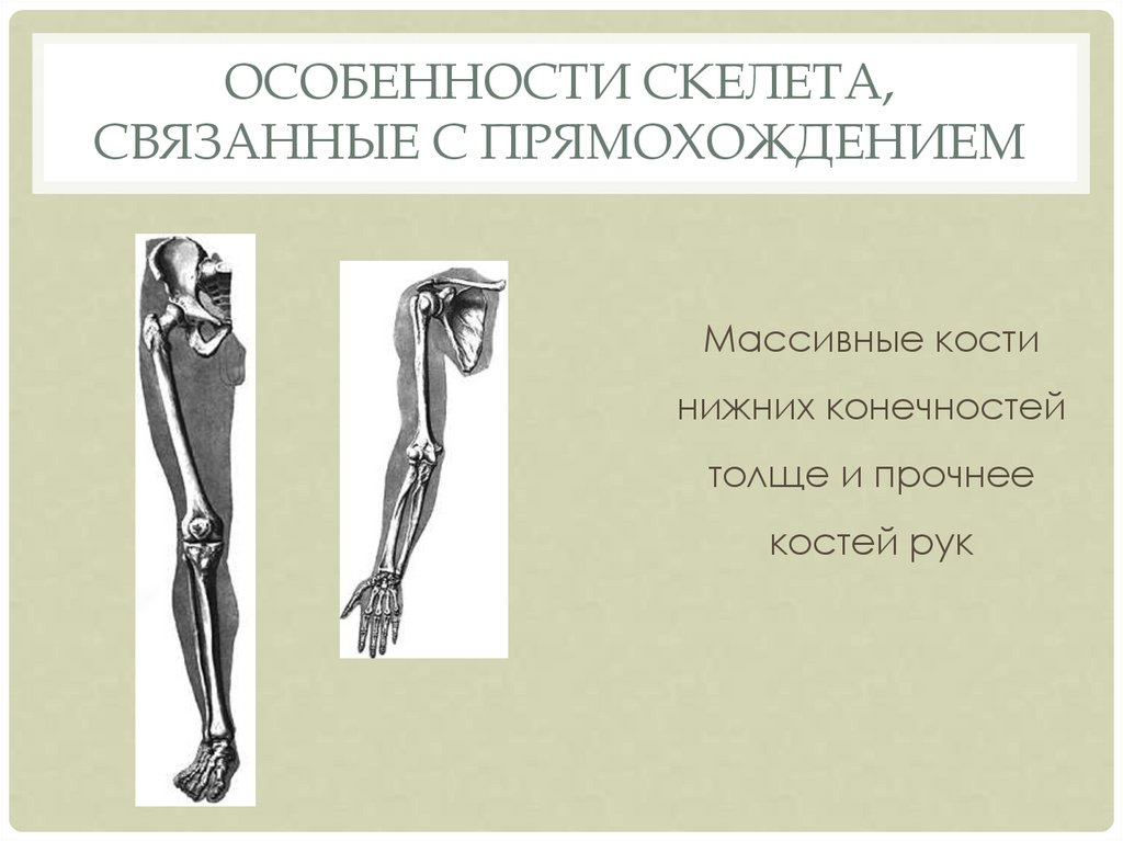 Особенности скелета связанные с прямохождением. Особенности строения скелета человека связанные с прямохождением. Приспособления скелета к прямохождению. Особенности скелета человека не связанные с прямохождением.