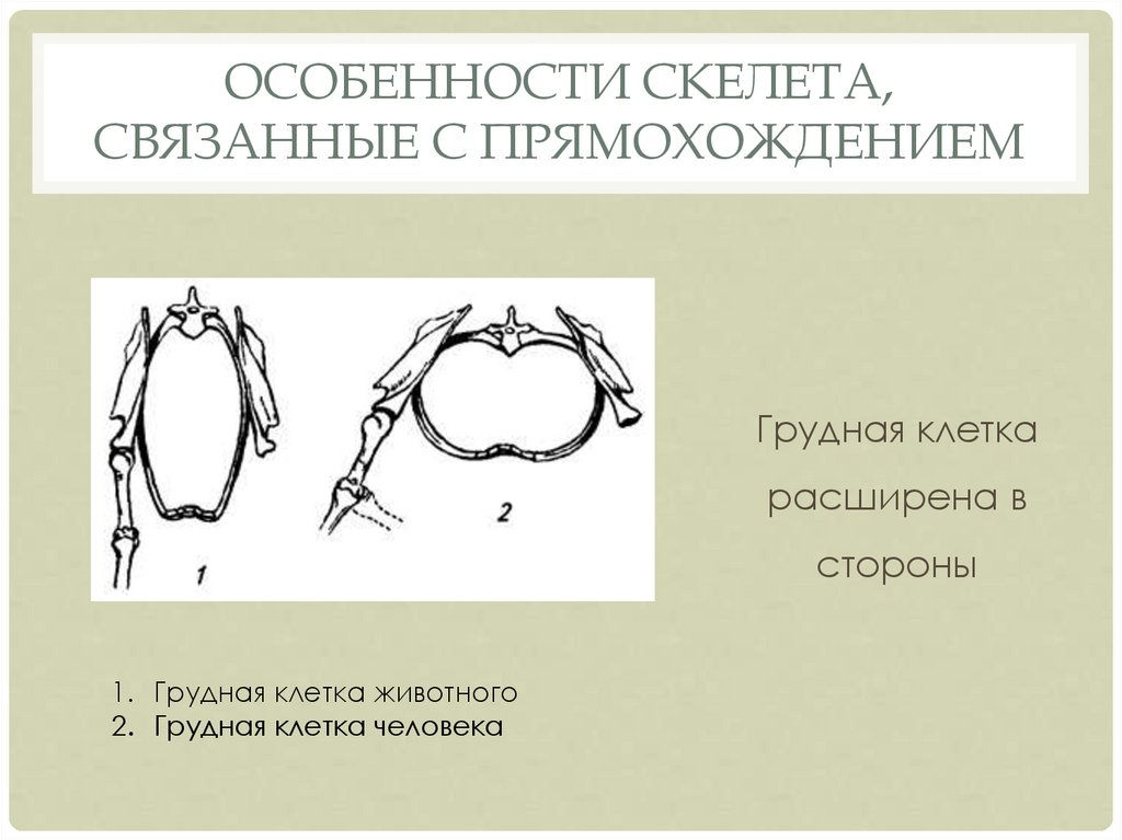 Особенности скелета связанные. Изменения в скелете человека в связи с прямохождением. Особенности строения человека в связи с прямохождением. Особенности человека связанные с прямохождением. Особенности скелета связанных связанных с прямохождением.