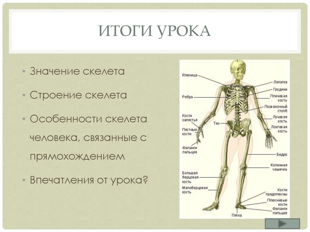 Установить соответствие кости скелета человека. Строение скелета человека. Строение скелета биология. Строение тела человека скелет. Значение и строение скелета человека.