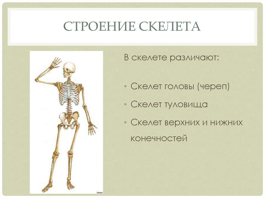 Внутренний скелет состоит из. Строение скелета. Строение скелета человека. Основные части скелета человека. Общий план строения скелета человека.