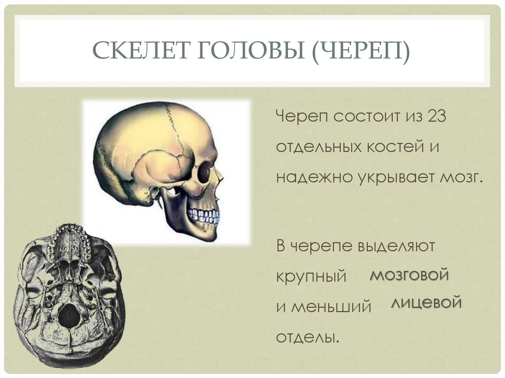 Самая крупная кость мозгового отдела черепа. Скелет головы череп. Скелет головы череп состоит. В черепе выделяют. Череп состоит из костей.