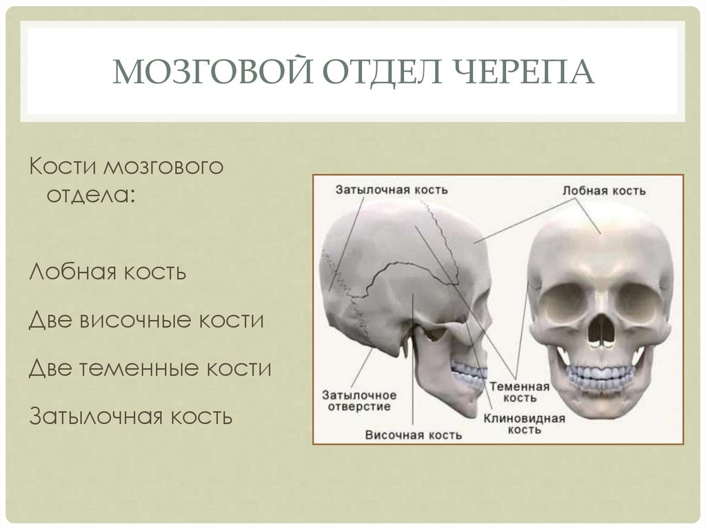 Лицевой скелет черепа. Кости лицевого черепа анатомия строение. Кости мозгового отдела черепа человека. Строение костей мозгового отдела черепа человека. Мозговой отдел черепа. Строение костей мозгового отдела черепа..