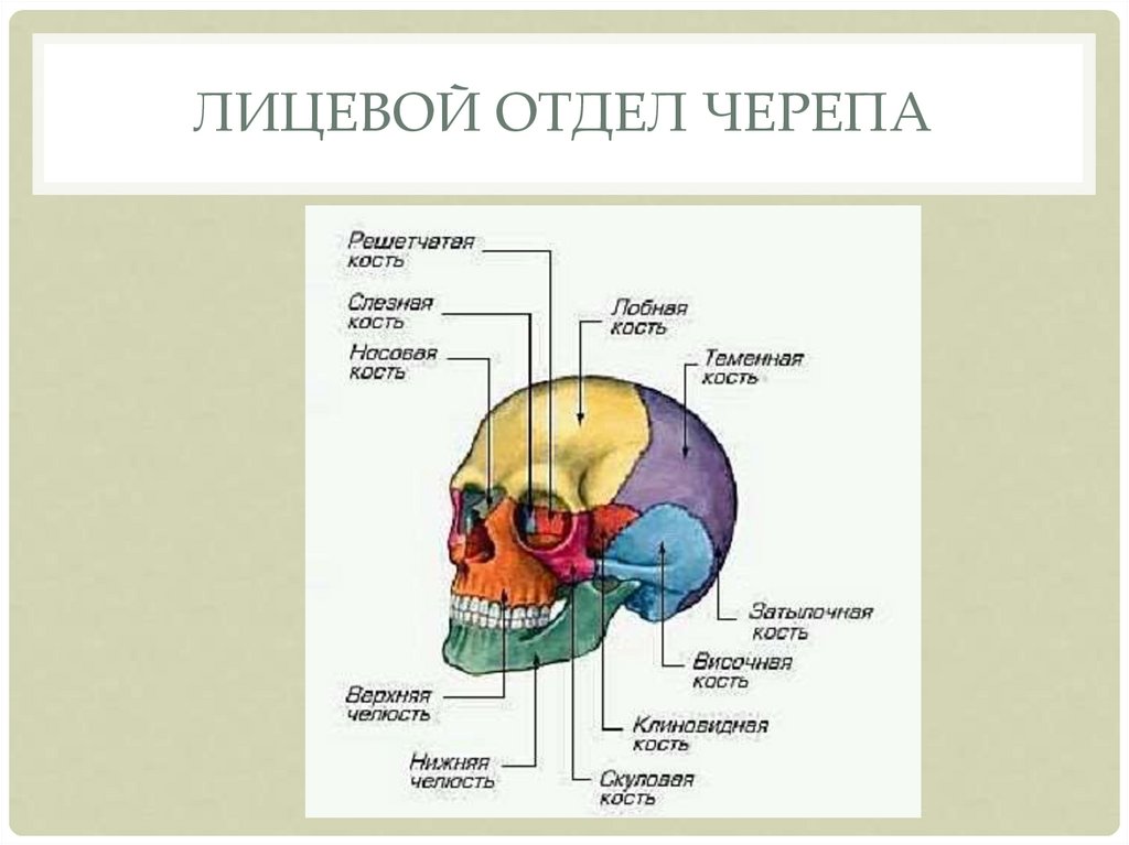 Лицевой скелет черепа. Строение черепа мозговой и лицевой отделы. Кости мозгового отдела черепа. Кости мозгового отдела черепа человека анатомия. Кости лицевого отдела черепа анатомия.