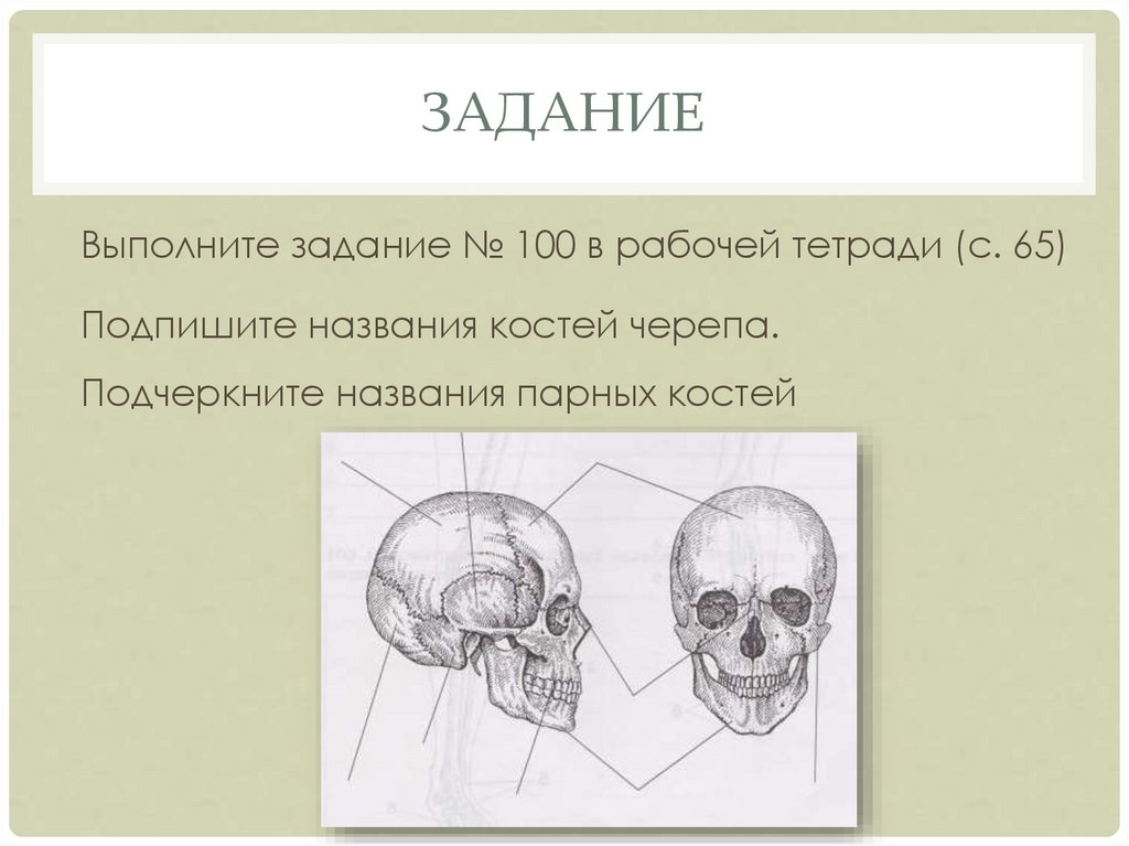 Костям черепа является. Рассмотрите рисунки подпишите названия костей черепа. Подчеркните названия парных костей черепа. Парные кости человека. Череп и название костей рисовать.