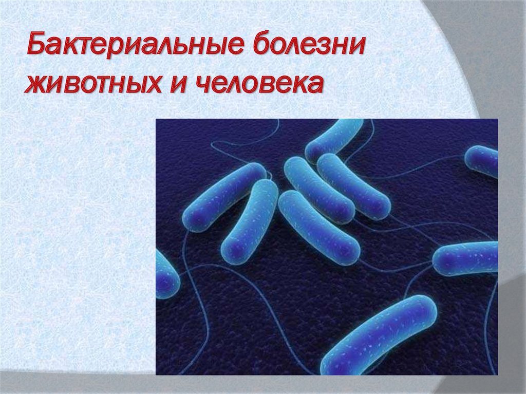 Бактериальные болезни животных и человека