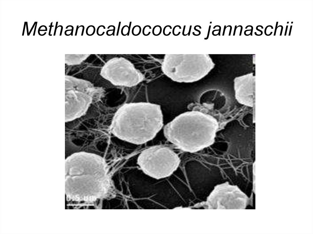 Methanocaldococcus jannaschii
